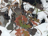 IMG 1494