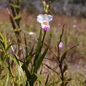XZ-PA230725