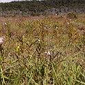 XZ-PA230726