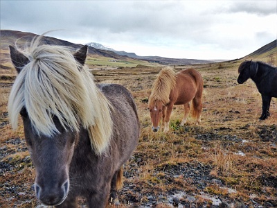 P1110724   Icelandic Horses