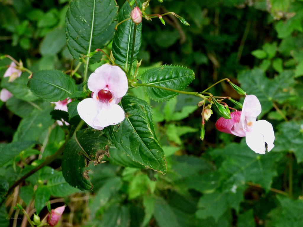 Wild Flowers