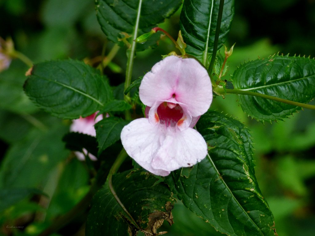 Wild Flowers