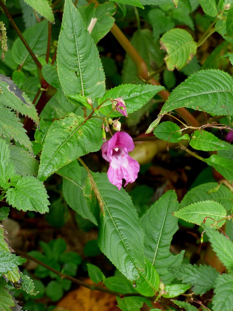 Wild Flowers