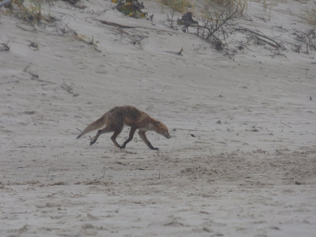 Red Fox (Vulpes vulpes)