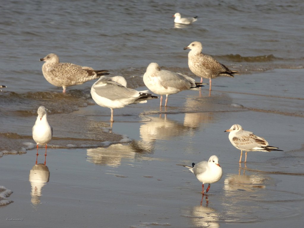 Gulls