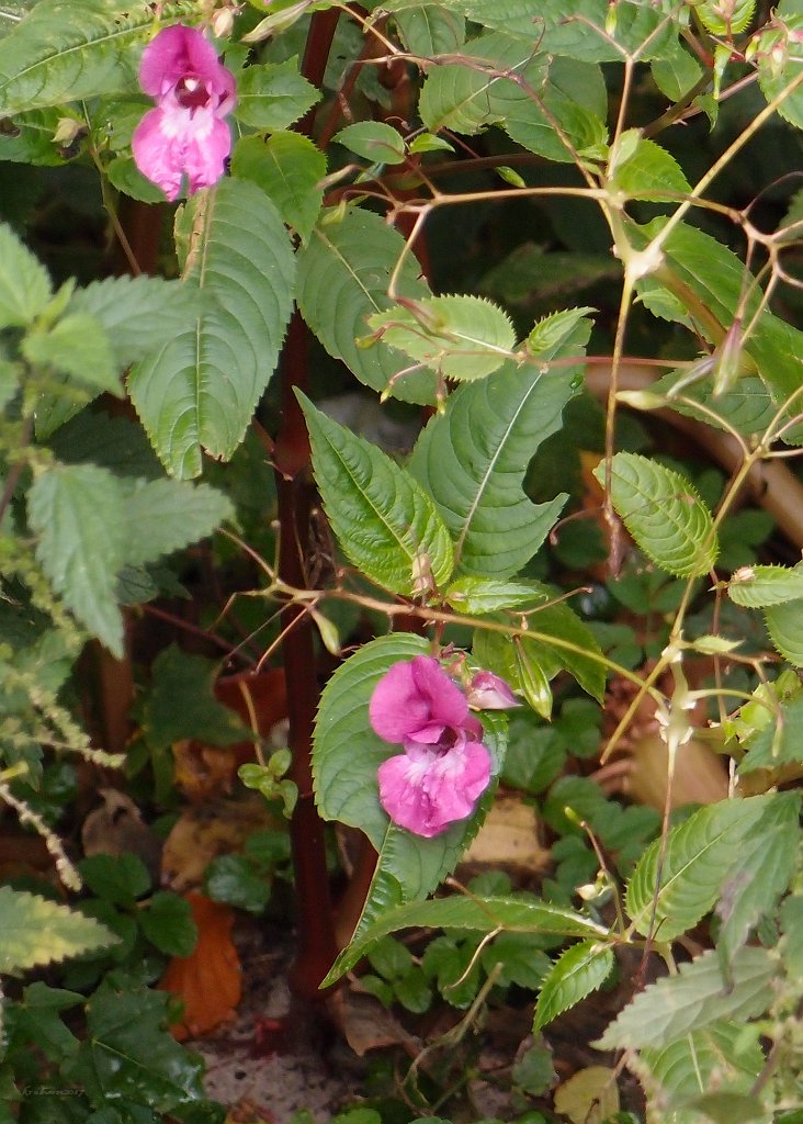 Wild Flowers