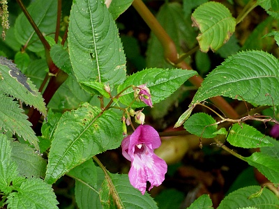 Wild Flowers