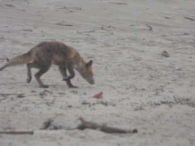 Red Fox (Vulpes vulpes)