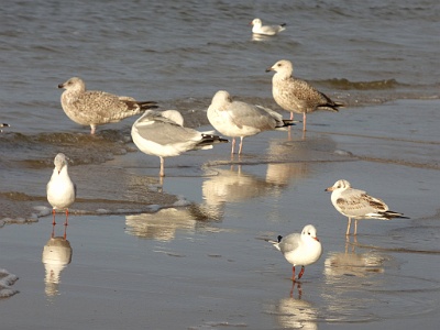 Gulls  Baltic Gull (brown), Herring Gull (grey)