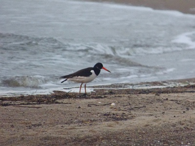 Eurasian Oystercatcher