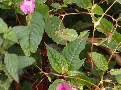 Wild Flowers