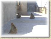 BarbaryApes_20 * 7/4/05 5:40 PM