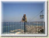 BarbaryApes_26 * 7/4/05 5:48 PM
