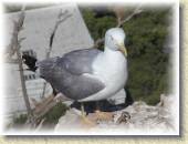 Bird_01 * 7/5/05 4:47 AM