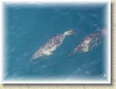 Dolphins_22 * 7/4/05 8:13 PM