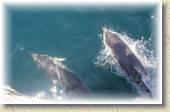 Dolphins_23 * 7/4/05 8:16 PM