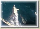 Dolphins_24 * 7/4/05 8:16 PM