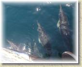 Dolphins_25 * 7/4/05 8:16 PM