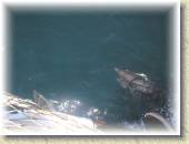 Dolphins_26 * 7/4/05 8:16 PM