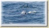 Dolphins_31 * 7/5/05 7:15 AM