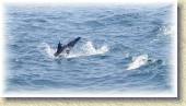 Dolphins_32 * 7/5/05 7:15 AM