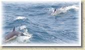 Dolphins_33 * 7/5/05 7:22 AM