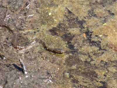 P1110133  Snake in the swamp at Jamestown