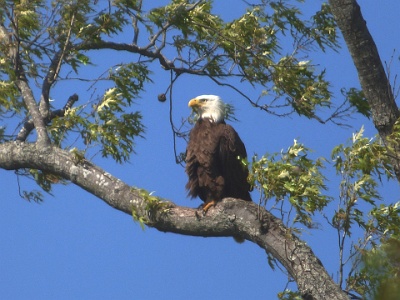 P1110145 (2)  Bald Eagle - female