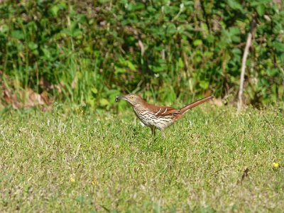 BrownThrasher  Brown Thasher -  is a bird in the family Mimidae, which also includes the New World catbirds and mockingbirds. It is the state bird of Georgia. The brown thrasher is noted for having over 1000 song types