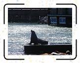 Fwharf__04 * 1600 x 1200 * (440KB)